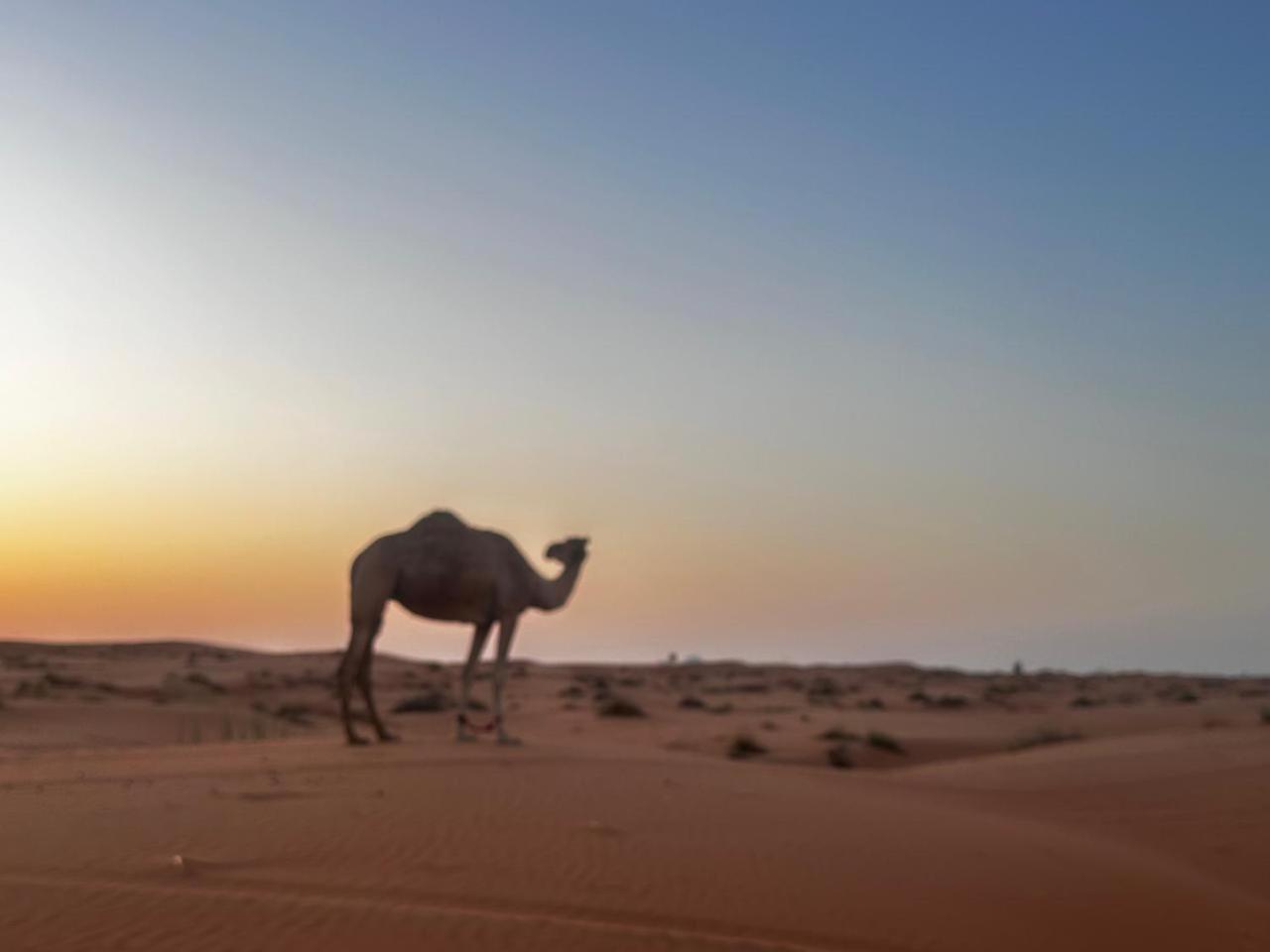 Bidiya Dunes Camp عزبة بدية ديونز Luxe tent Al Wāşil